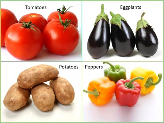 Alguns exemplos de vegetais da família das solanáceas: tomate, berinjela, batatas e pimentões. Créditos: janeshealthykitchen.com