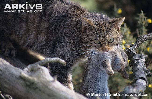 http://www.cachorroverde.com.br/cv/wp-content/uploads/2013/08/European-wildcat-with-prey.jpg