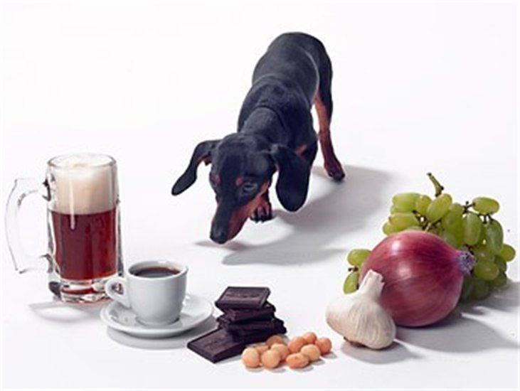 Alimentos Medicamentos E Plantas Toxicas Para Os Pets Cachorro