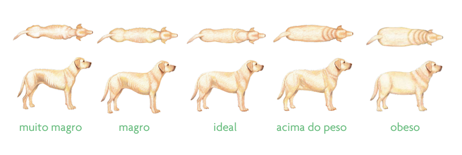 dogchart