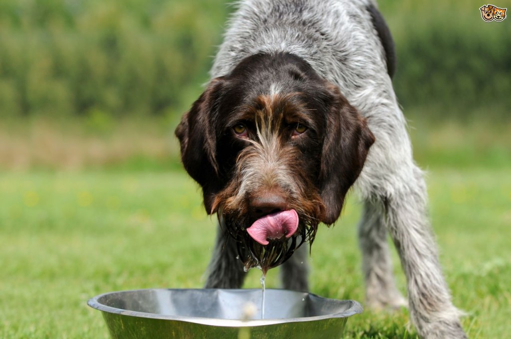 reasons-why-dogs-drink-excessive-amounts-of-water-52666d8ff0894