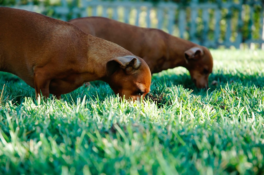 Cães mais velhos que comem cocô podem ensinar um cão mais novo a reproduzir o hábito. Créditos: http://static.pexels.com/