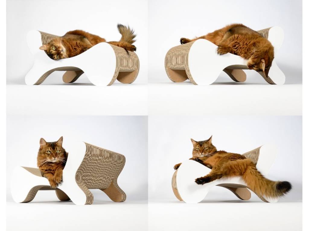 cat-on-molecular-fauteuil