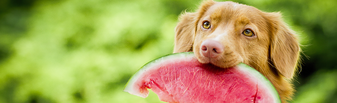 Cachorro pode comer damasco? Veja os benefícios e contraindicações, Nutrição