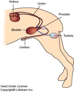 cancer de prostata em caes prevenirea viermilor de la copii dacă