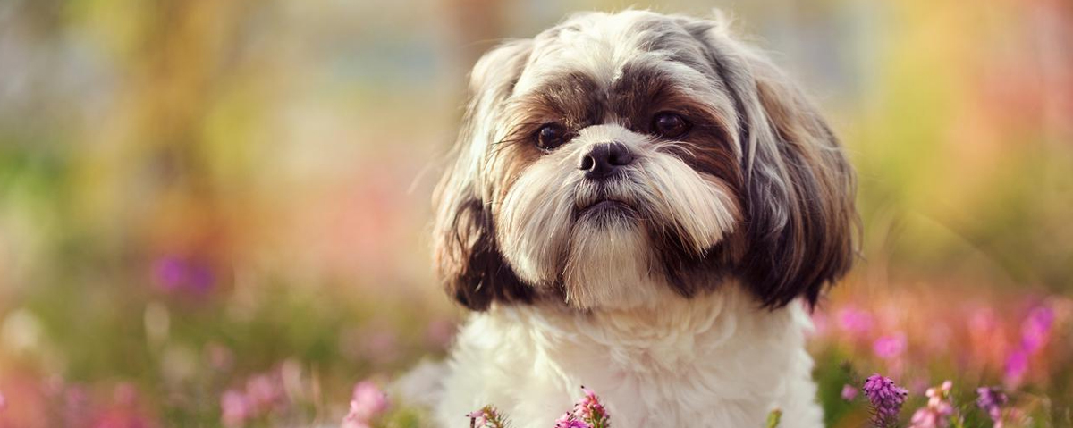 Livro para colorir adulto com um cachorro shih tzu dormindo na cama do  cachorro