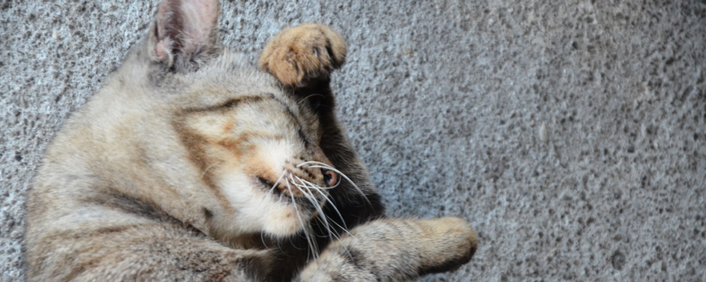 pet shop, gatinhos fofinhos com lata de peixe e biscoitos animal